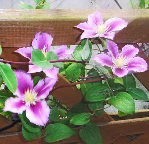 Clematis Clematis