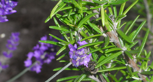 Lavendel Lavendel