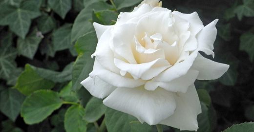 Rose Rose