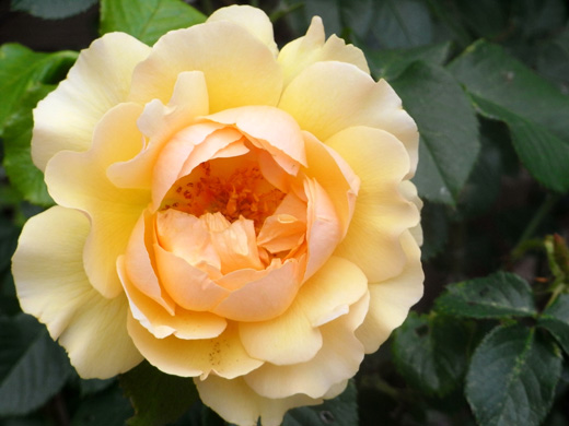 Rose Rose